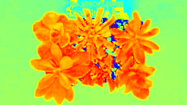 a false-color image of two small plants side by side with leaves radiating outward; in rainbow colors like a heat map